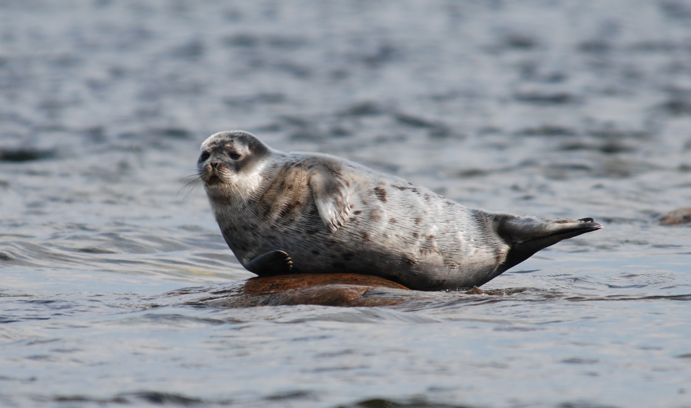 harp_seal